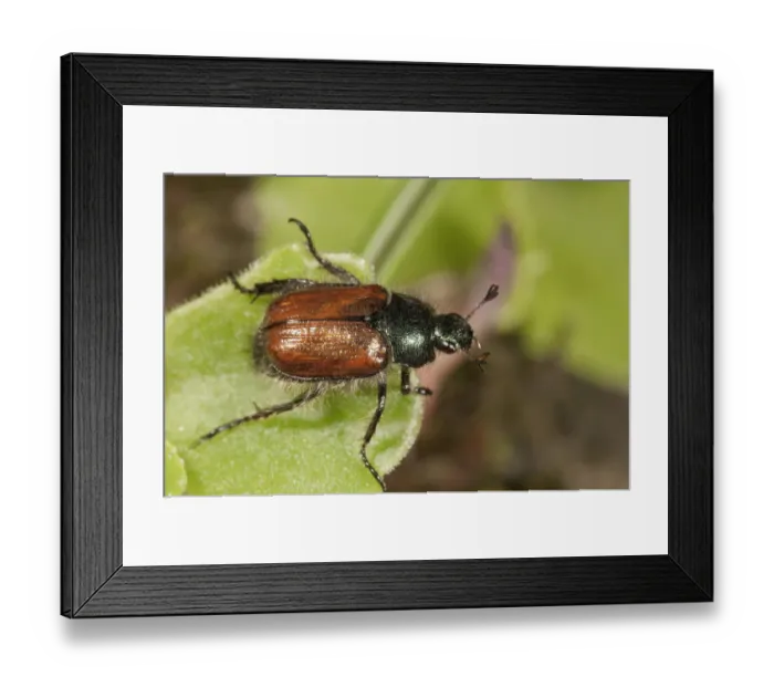Framed Print : Garden Foliage Beetle or Common Cockchafer -Phyllopertha horticola-, Untergroningen, Abtsgmuend, Baden-Wurttemberg, Germany