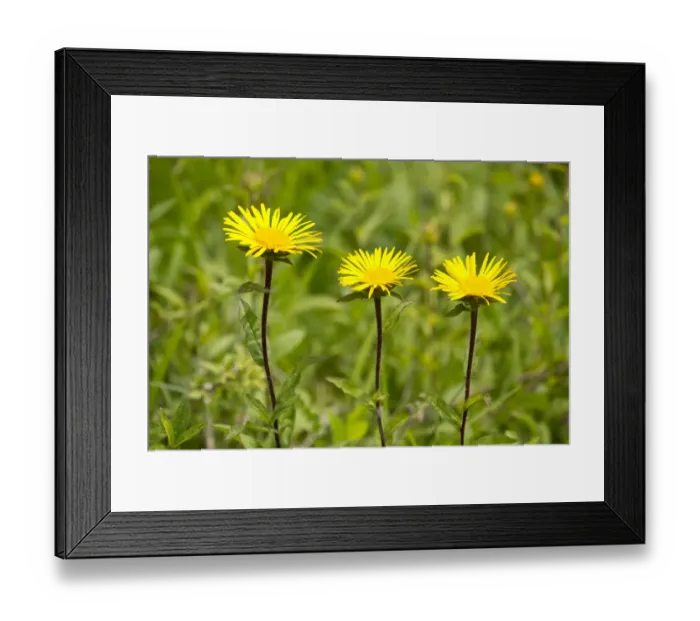 Framed Print : Downy Elecampane -Inula hirta-, flowering, Thuringia, Germany Framed Print : Downy Elecampane -Inula hirta-, flowering, Thuringia, Germany