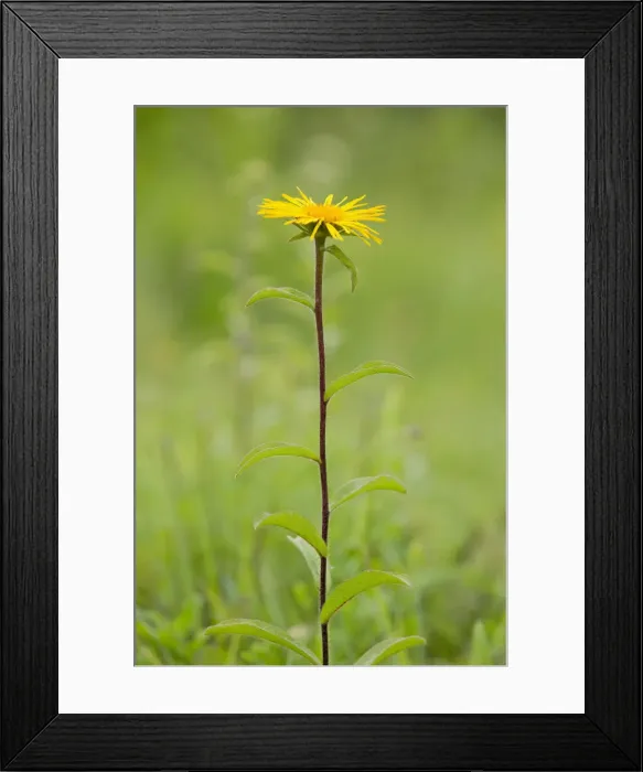 Framed Print : Downy Elecampane -Inula hirta-, flowering, Thuringia, Germany Framed Print : Downy Elecampane -Inula hirta-, flowering, Thuringia, Germany