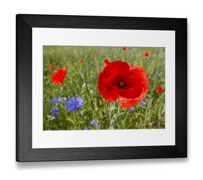 Framed Print : Common Poppyor Corn Poppy -Papaver rhoeas- and Cornflowers -Centaurea cyanus-, flowering in a field, Thuringia, Germany