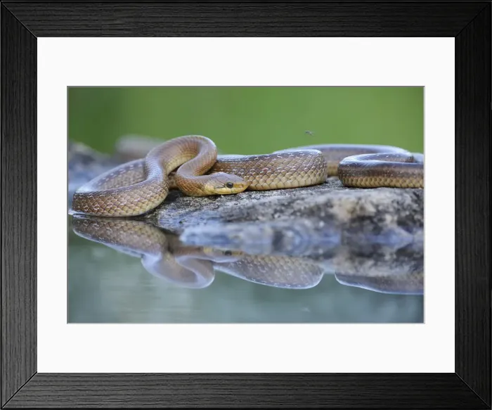 Framed Print : Aesculapian Snake -Zamenis longissimus- at waters edge, reflection, Pleven region, Bulgaria Framed Print : Aesculapian Snake -Zamenis longissimus- at waters edge, reflection, Pleven region, Bulgaria
