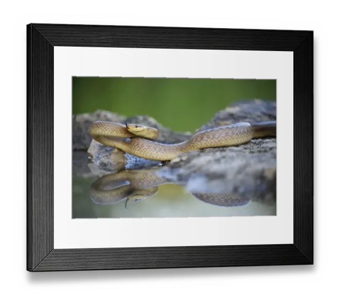 Framed Print : Aesculapian Snake -Zamenis longissimus- at waters edge, darting its tongue, reflection, Pleven region, Bulgaria Framed Print : Aesculapian Snake -Zamenis longissimus- at waters edge, darting its tongue, reflection, Pleven region, Bulgaria
