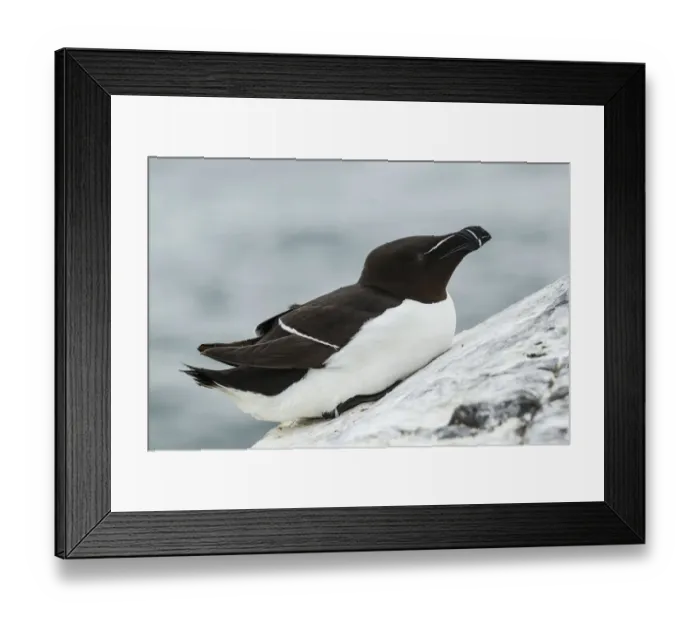 Framed Print : Razorbill -Alca torda-, Farne Islands, Northumberland, England, United Kingdom Framed Print : Razorbill -Alca torda-, Farne Islands, Northumberland, England, United Kingdom