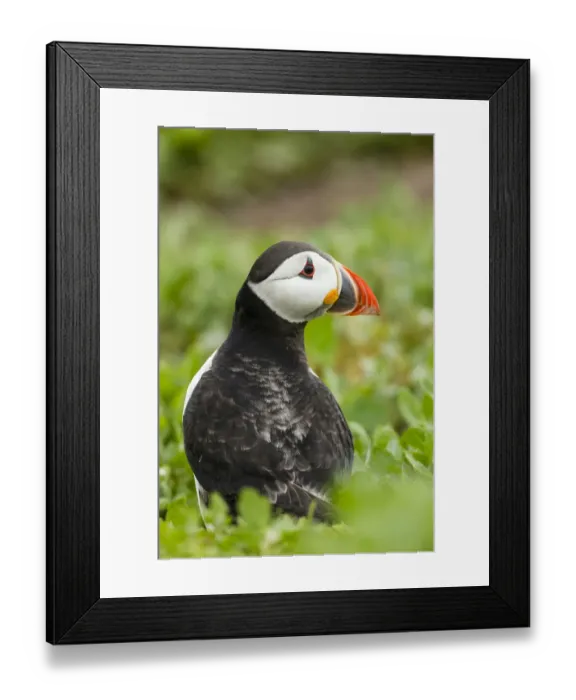 Framed Print : Puffin -Fratercula arctica-, Farne Islands, Northumberland, England, United Kingdom Framed Print : Puffin -Fratercula arctica-, Farne Islands, Northumberland, England, United Kingdom