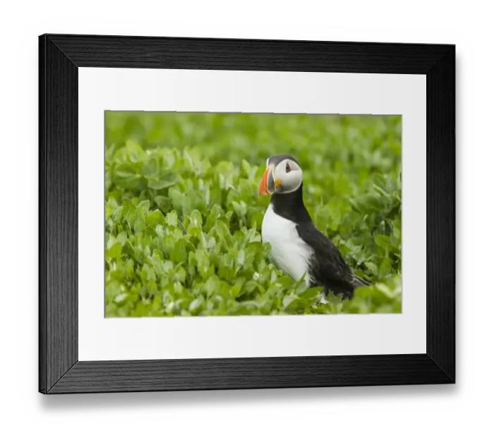Framed Print : Puffin -Fratercula arctica-, Farne Islands, Northumberland, England, United Kingdom Framed Print : Puffin -Fratercula arctica-, Farne Islands, Northumberland, England, United Kingdom