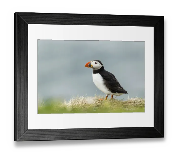 Framed Print : Puffin -Fratercula arctica-, Farne Islands, Northumberland, England, United Kingdom Framed Print : Puffin -Fratercula arctica-, Farne Islands, Northumberland, England, United Kingdom