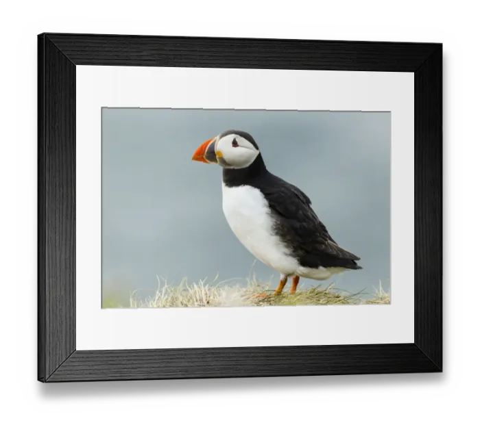 Framed Print : Puffin -Fratercula arctica-, Farne Islands, Northumberland, England, United Kingdom