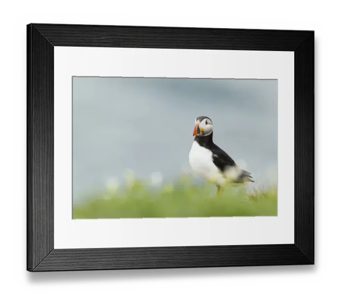 Framed Print : Puffin -Fratercula arctica-, Farne Islands, Northumberland, England, United Kingdom Framed Print : Puffin -Fratercula arctica-, Farne Islands, Northumberland, England, United Kingdom