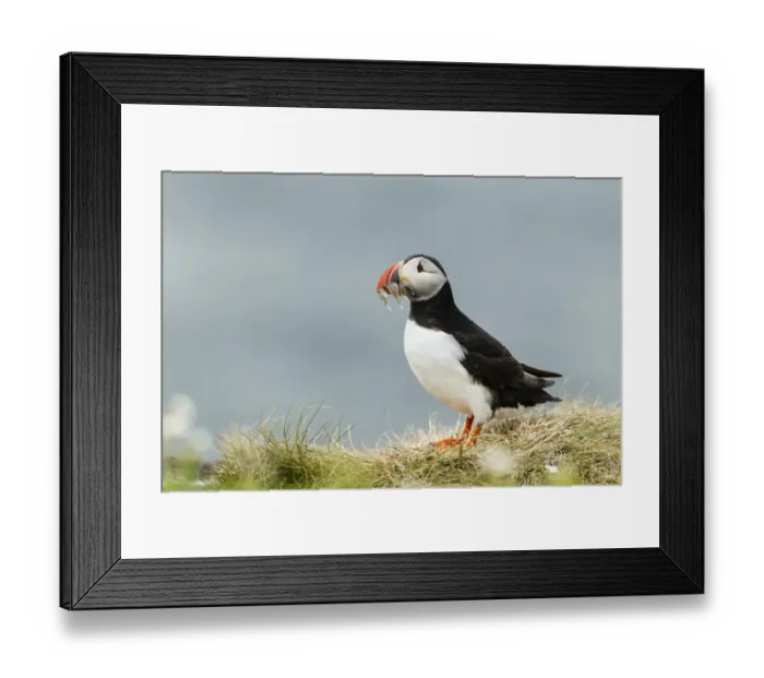 Framed Print : Puffin -Fratercula arctica-, Farne Islands, Northumberland, England, United Kingdom Framed Print : Puffin -Fratercula arctica-, Farne Islands, Northumberland, England, United Kingdom
