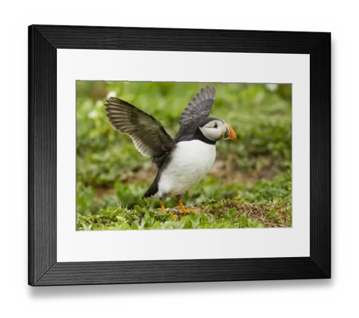 Framed Print : Puffin -Fratercula arctica-, Farne Islands, Northumberland, England, United Kingdom Framed Print : Puffin -Fratercula arctica-, Farne Islands, Northumberland, England, United Kingdom
