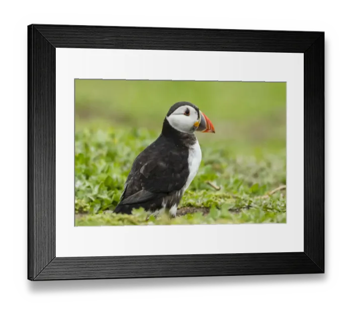 Framed Print : Puffin -Fratercula arctica-, Farne Islands, Northumberland, England, United Kingdom Framed Print : Puffin -Fratercula arctica-, Farne Islands, Northumberland, England, United Kingdom