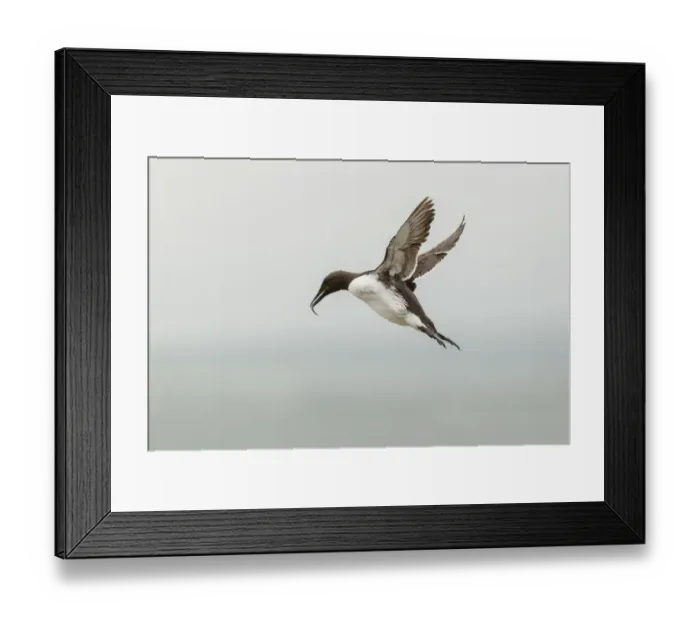 Framed Print : Common Guillemot -Uria aalge-, in flight, Farne Islands, Northumberland, England, United Kingdom Framed Print : Common Guillemot -Uria aalge-, in flight, Farne Islands, Northumberland, England, United Kingdom
