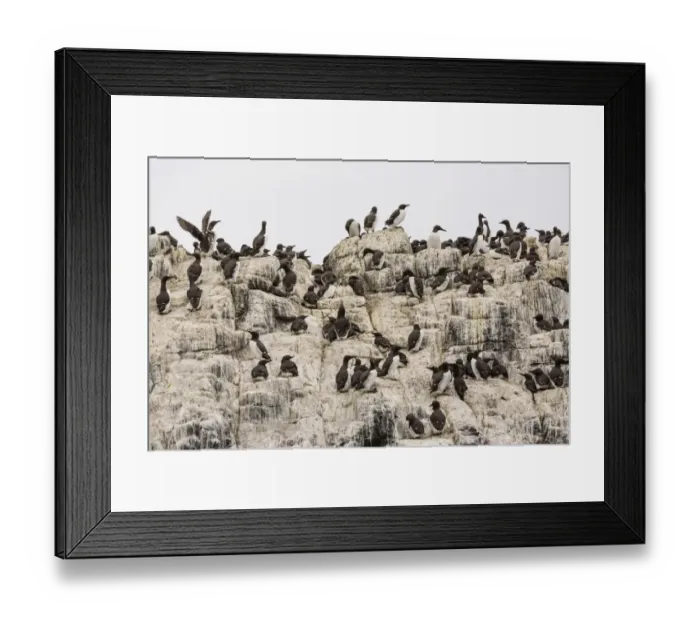 Framed Print : Common Guillemots -Uria aalge-, Farne Islands, Northumberland, England, United Kingdom Framed Print : Common Guillemots -Uria aalge-, Farne Islands, Northumberland, England, United Kingdom