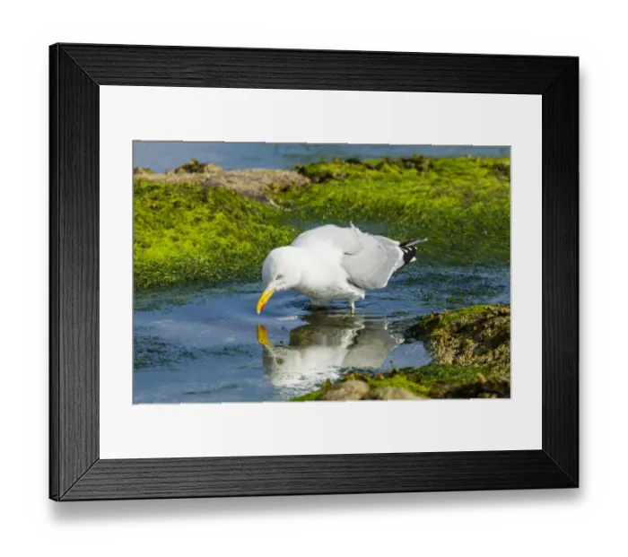 Framed Print : Lesser Black-backed Gull -Larus fuscus-, Northumberland, England, United Kingdom Framed Print : Lesser Black-backed Gull -Larus fuscus-, Northumberland, England, United Kingdom