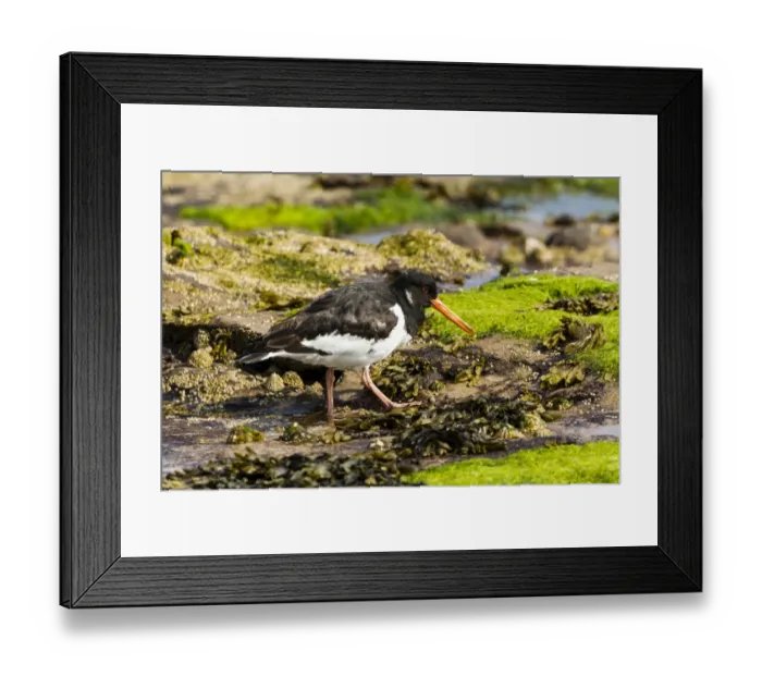 Framed Print : Oystercatcher -Haematopus ostralegus-, Northumberland, England, United Kingdom