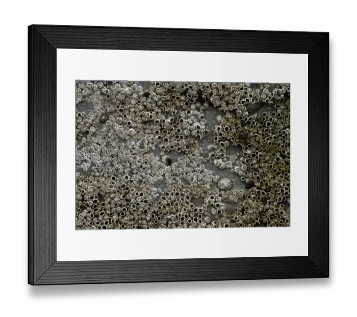 Framed Print : Barnacles -Balanidae- and limpets -Patellidae- in the surf zone on a rock, Faroe Islands, Denmark