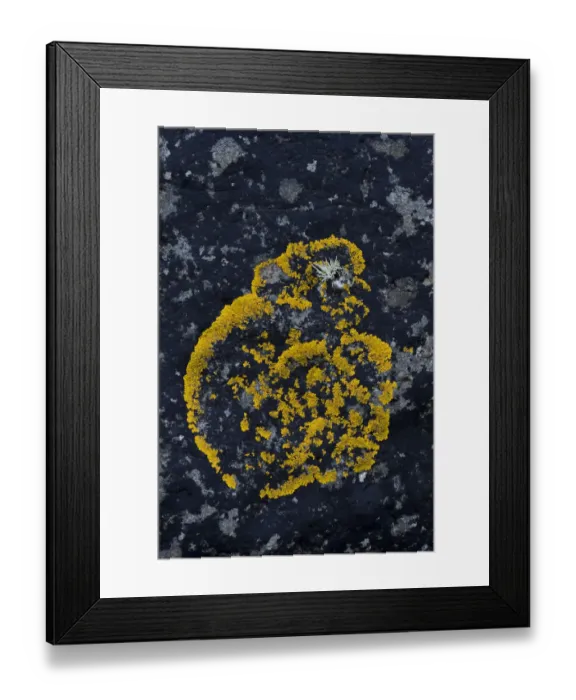 Framed Print : Caloplaca lichen -Caloplaca- on rock, Faroe Islands, Denmark Framed Print : Caloplaca lichen -Caloplaca- on rock, Faroe Islands, Denmark