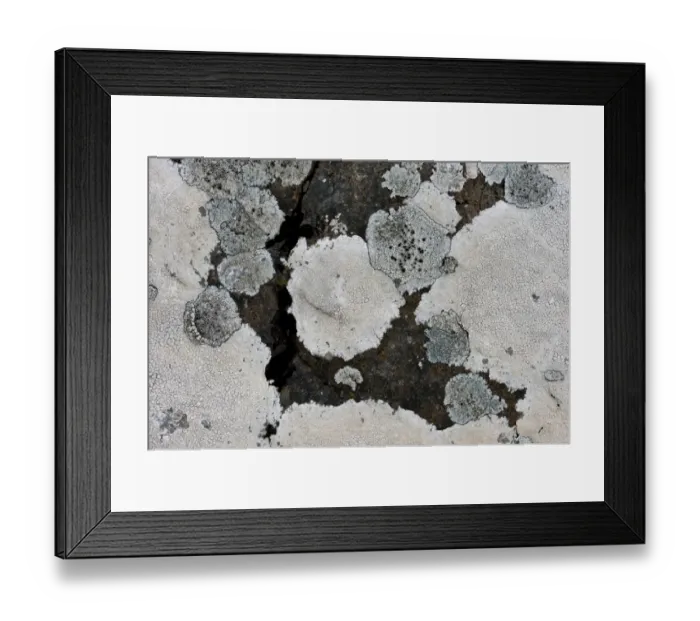 Framed Print : Gray lichen on rock, Faroe Islands, Denmark Framed Print : Gray lichen on rock, Faroe Islands, Denmark