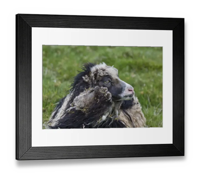 Framed Print : Sheep -Ovis orientalis aries-, Faroe Islands, Denmark Framed Print : Sheep -Ovis orientalis aries-, Faroe Islands, Denmark