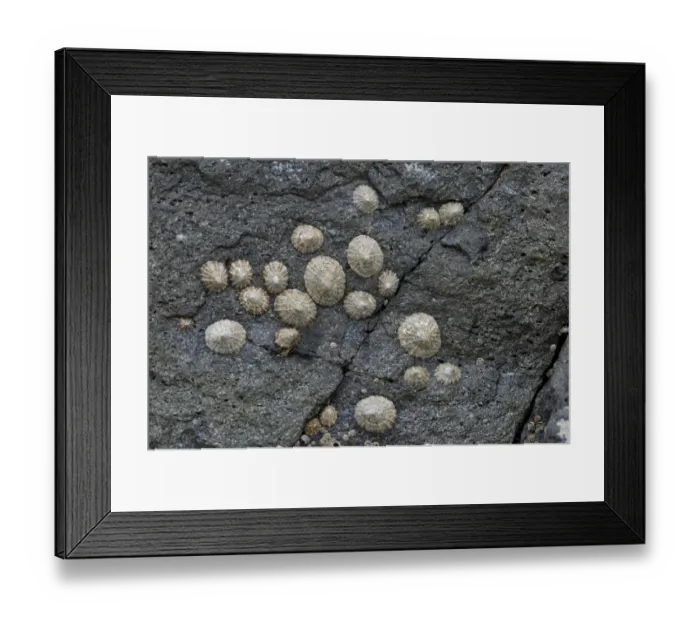 Framed Print : Limpets -Patellidae- growing in the surf zone on rocks, Faroe Islands, Denmark Framed Print : Limpets -Patellidae- growing in the surf zone on rocks, Faroe Islands, Denmark