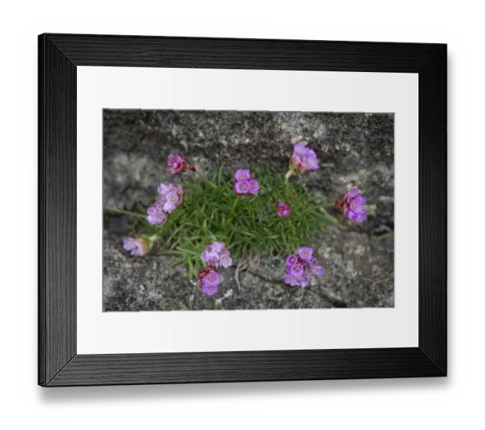 Framed Print : Thrift, Sea Thrift or Sea Pink -Armeria maritima-, Faroe Islands, Denmark Framed Print : Thrift, Sea Thrift or Sea Pink -Armeria maritima-, Faroe Islands, Denmark