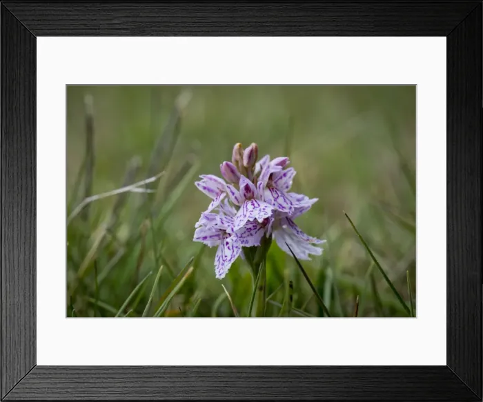 Framed Print : Spotted Orchid or Heath Spotted Orchid -Dactylorhiza maculata-, Faroe Islands, Denmark Framed Print : Spotted Orchid or Heath Spotted Orchid -Dactylorhiza maculata-, Faroe Islands, Denmark