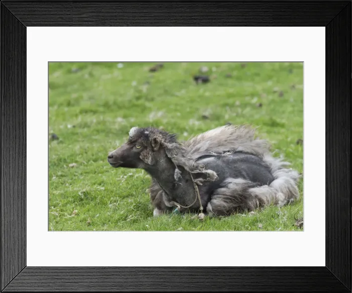 Framed Print : Sheep moulting, Faroe Islands, Denmark Framed Print : Sheep moulting, Faroe Islands, Denmark