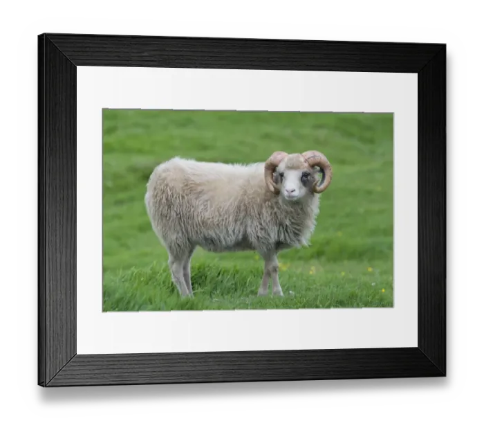 Framed Print : Ram, Faroe Islands, Denmark Framed Print : Ram, Faroe Islands, Denmark