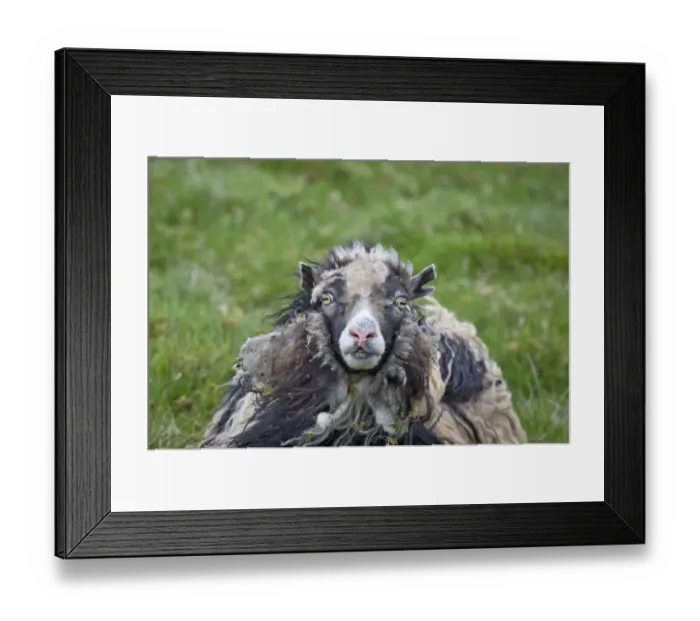 Framed Print : Sheep, Faroe Islands, Denmark Framed Print : Sheep, Faroe Islands, Denmark