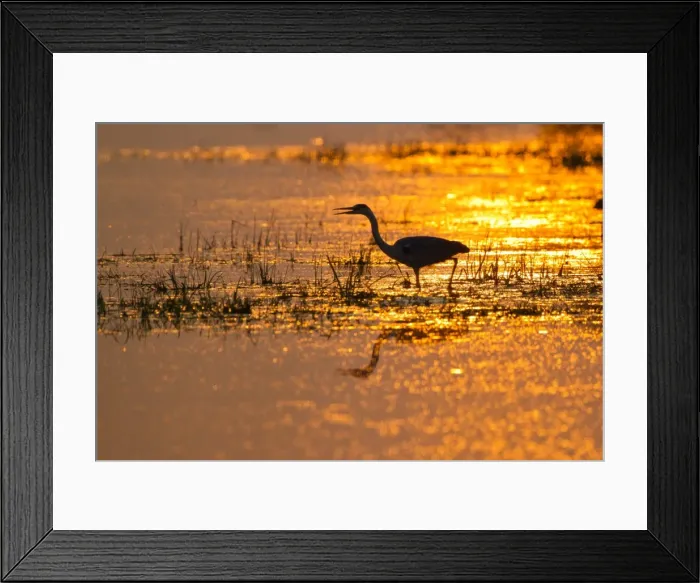 Framed Print : Grey Heron -Ardea cinerea- backlit by the setting sun, Lower Saxony, Germany Framed Print : Grey Heron -Ardea cinerea- backlit by the setting sun, Lower Saxony, Germany