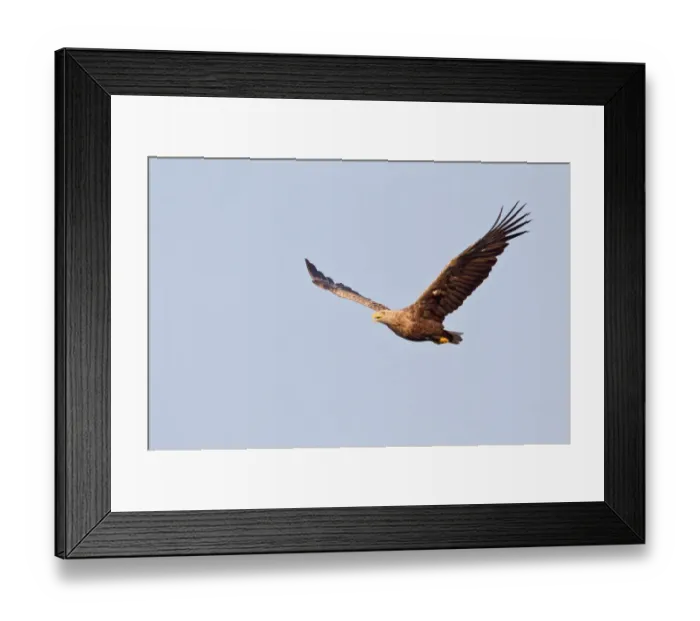Framed Print : White-tailed Eagle or Sea Eagle -Haliaeetus albicilla- in flight, Lower Saxony, Germany Framed Print : White-tailed Eagle or Sea Eagle -Haliaeetus albicilla- in flight, Lower Saxony, Germany