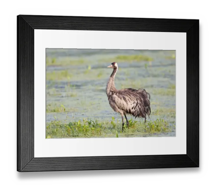 Framed Print : Common Crane or Eurasian Crane -Grus grus-, foraging for food in wetlands, Lower Saxony, Germany Framed Print : Common Crane or Eurasian Crane -Grus grus-, foraging for food in wetlands, Lower Saxony, Germany