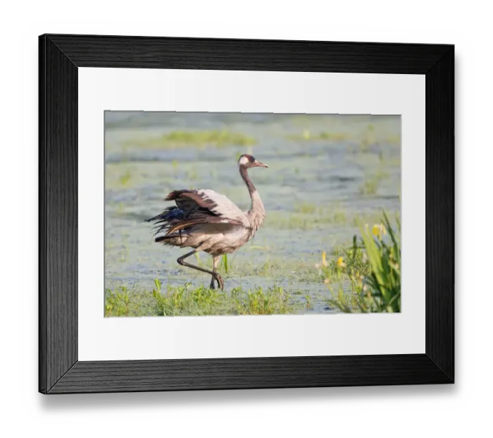 Framed Print : Common Crane or Eurasian Crane -Grus grus-, foraging for food in wetlands, Lower Saxony, Germany Framed Print : Common Crane or Eurasian Crane -Grus grus-, foraging for food in wetlands, Lower Saxony, Germany