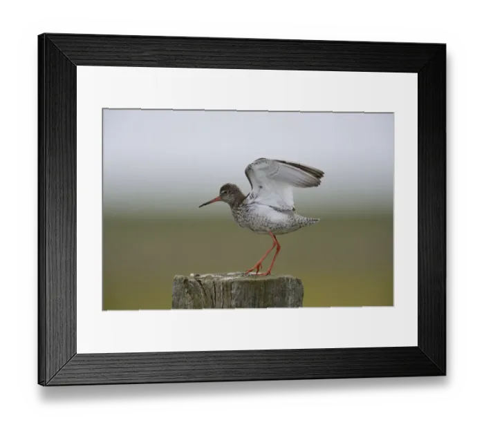 Framed Print : Redshank -Tringa totanus- perched on a post, Buren, Ameland, The Netherlands Framed Print : Redshank -Tringa totanus- perched on a post, Buren, Ameland, The Netherlands