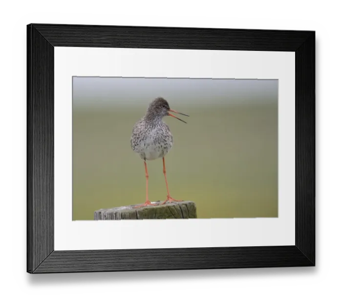 Framed Print : Redshank -Tringa totanus- perched on a post, Buren, Ameland, The Netherlands Framed Print : Redshank -Tringa totanus- perched on a post, Buren, Ameland, The Netherlands