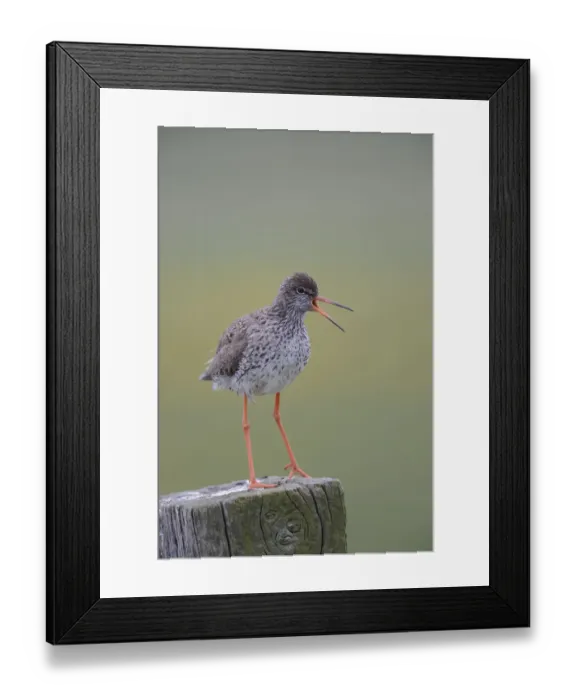 Framed Print : Redshank -Tringa totanus- perched on a post, Buren, Ameland, The Netherlands Framed Print : Redshank -Tringa totanus- perched on a post, Buren, Ameland, The Netherlands
