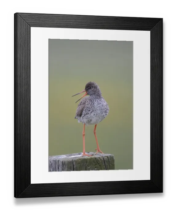 Framed Print : Redshank -Tringa totanus- perched on a post, Buren, Ameland, The Netherlands Framed Print : Redshank -Tringa totanus- perched on a post, Buren, Ameland, The Netherlands