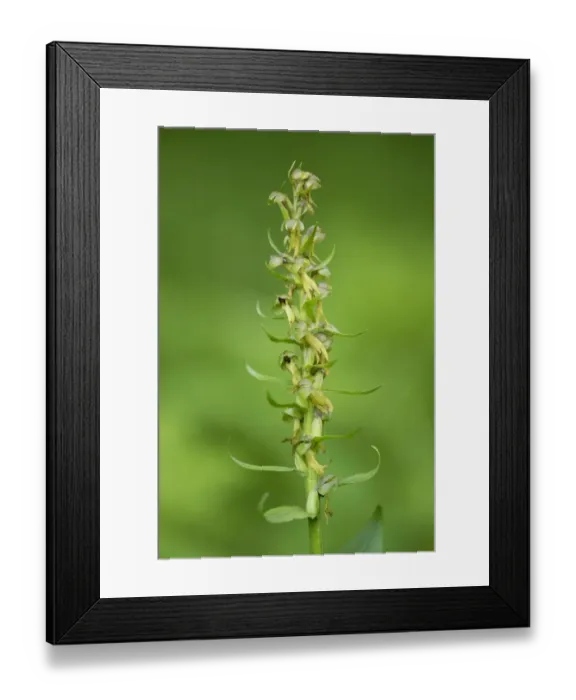 Framed Print : Frog Orchid -Coeloglossum viride-, flower, Thuringia, Germany Framed Print : Frog Orchid -Coeloglossum viride-, flower, Thuringia, Germany
