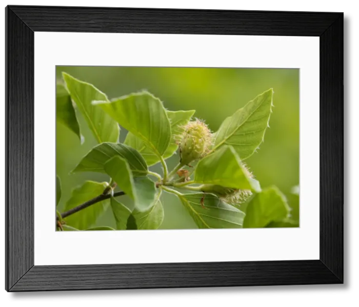 Framed Print : European Beech or Common Beech -Fagus sylvatica-, inflorescence and leaves, Thuringia, Germany Framed Print : European Beech or Common Beech -Fagus sylvatica-, inflorescence and leaves, Thuringia, Germany