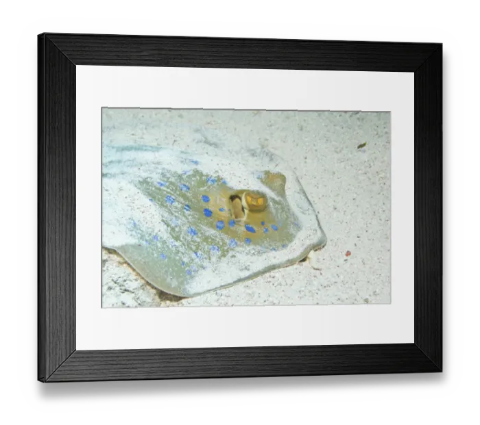 Framed Print : Bluespotted Ribbontail Ray -Taeniura lymma-, Red Sea, Egypt Framed Print : Bluespotted Ribbontail Ray -Taeniura lymma-, Red Sea, Egypt