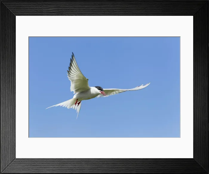 Framed Print : Common Tern -Sterna hirundo-, Farne Islands, Northumberland, England, United Kingdom Framed Print : Common Tern -Sterna hirundo-, Farne Islands, Northumberland, England, United Kingdom