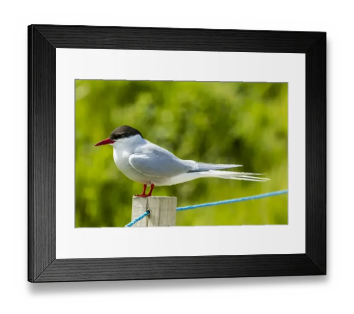 Framed Print : Common Tern -Sterna hirundo-, Farne Islands, Northumberland, England, United Kingdom Framed Print : Common Tern -Sterna hirundo-, Farne Islands, Northumberland, England, United Kingdom