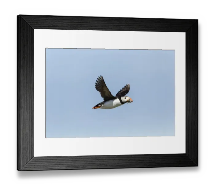 Framed Print : Puffin -Fratercula arctica-, Farne Islands, Northumberland, England, United Kingdom