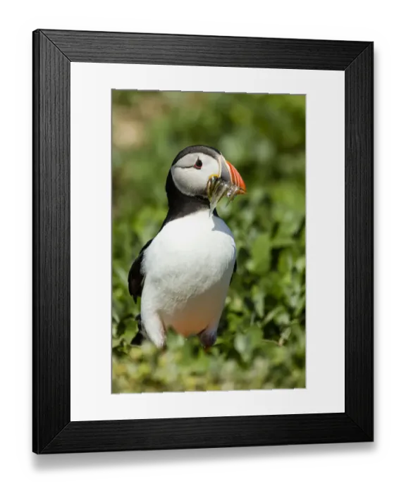 Framed Print : Puffin -Fratercula arctica-, Farne Islands, Northumberland, England, United Kingdom Framed Print : Puffin -Fratercula arctica-, Farne Islands, Northumberland, England, United Kingdom