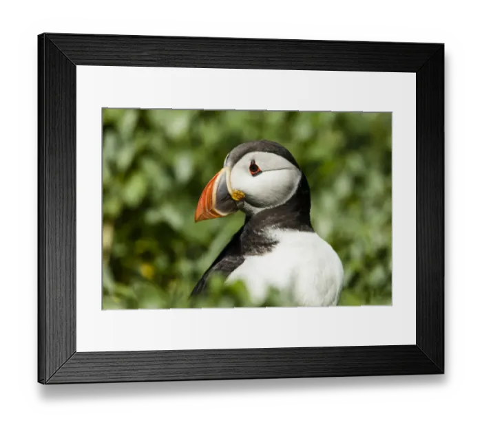 Framed Print : Puffin -Fratercula arctica-, Farne Islands, Northumberland, England, United Kingdom
