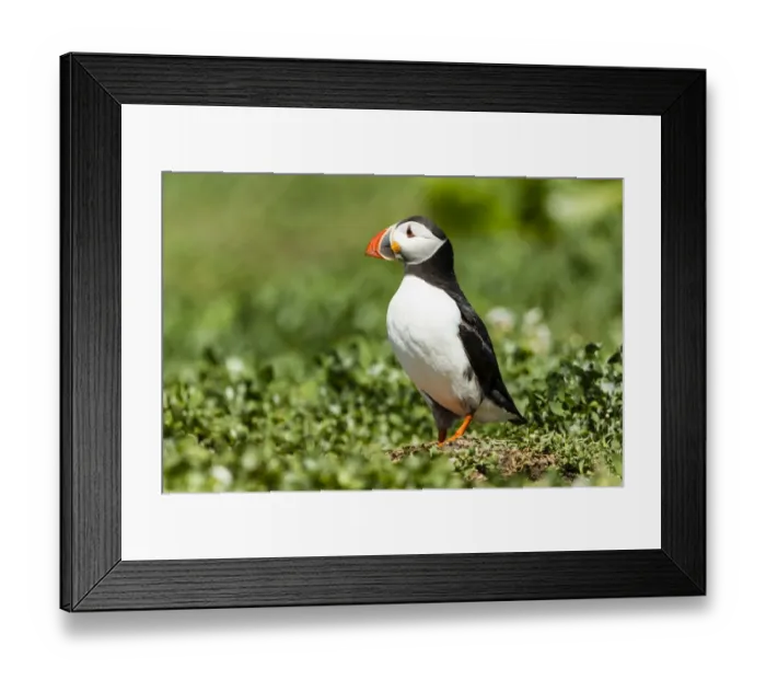 Framed Print : Puffin -Fratercula arctica-, Farne Islands, Northumberland, England, United Kingdom