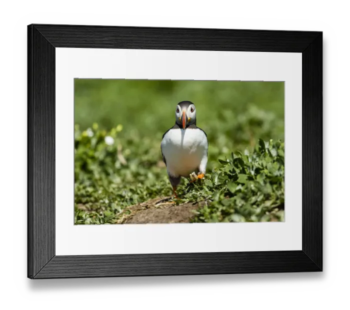 Framed Print : Puffin -Fratercula arctica-, Farne Islands, Northumberland, England, United Kingdom Framed Print : Puffin -Fratercula arctica-, Farne Islands, Northumberland, England, United Kingdom