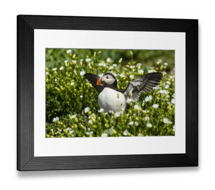 Framed Print : Puffin -Fratercula arctica-, Farne Islands, Northumberland, England, United Kingdom