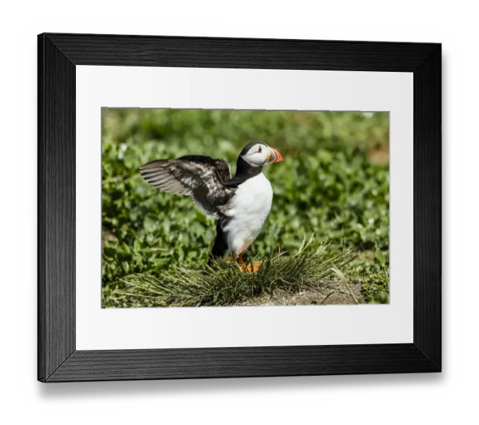 Framed Print : Puffin -Fratercula arctica-, Farne Islands, Northumberland, England, United Kingdom