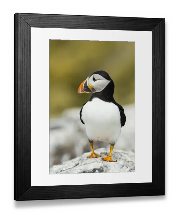 Framed Print : Puffin -Fratercula arctica-, Farne Islands, Northumberland, England, United Kingdom